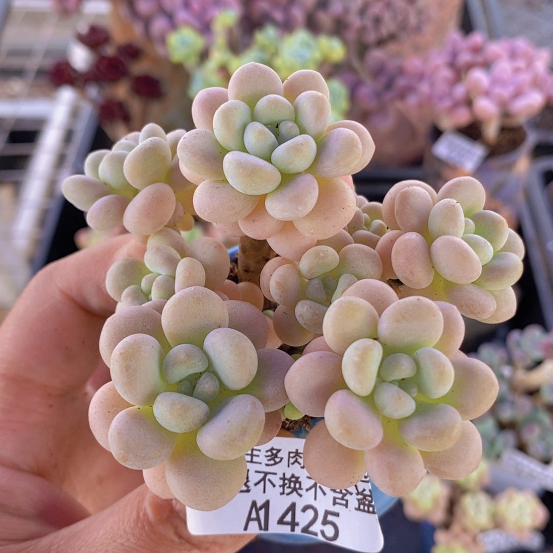 洛可可6cm425多肉植物