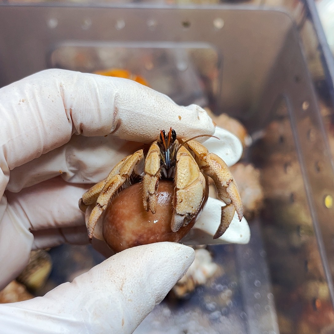 陌派有钳寄居蟹523