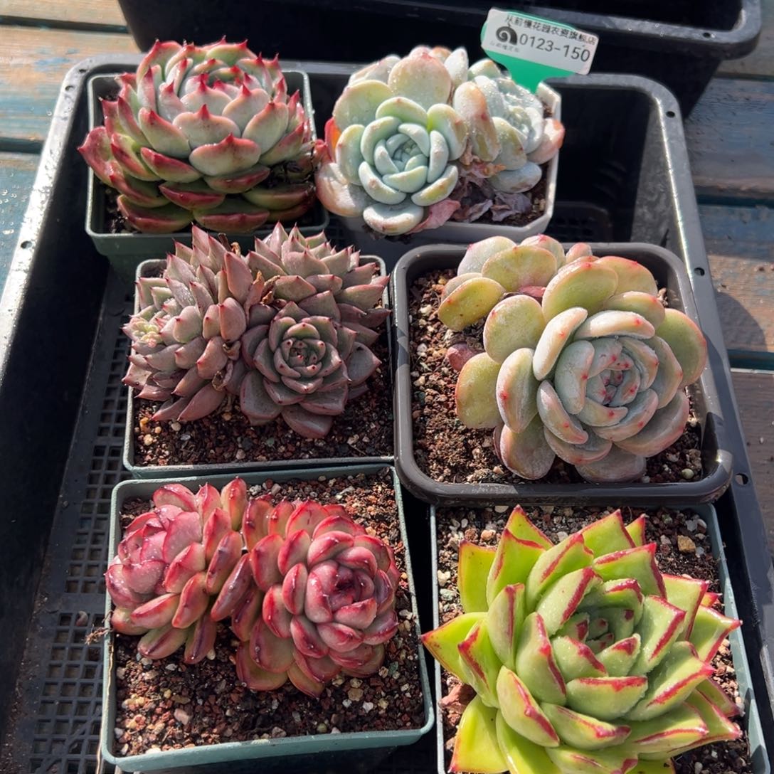 从前慢多肉精选编号0123.150