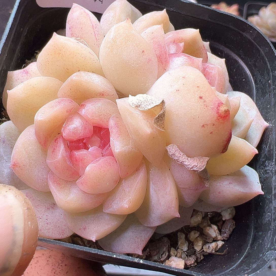 小卡拉米糖心一物一拍14-225