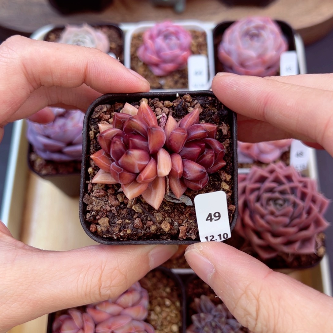 好好看49、哈哈哈哈