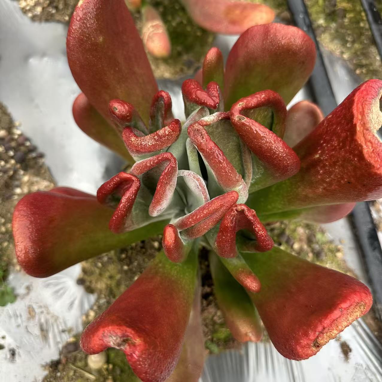 云漫多肉 地栽火狐狸  18-20cm  多肉植物