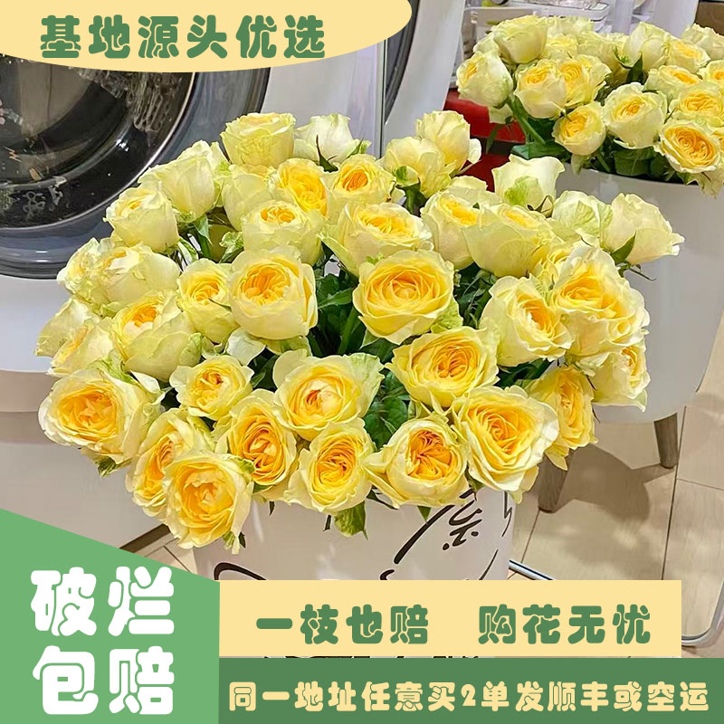 【基地源头优选】 奶油杯玫瑰     任意两单发顺丰或空运
