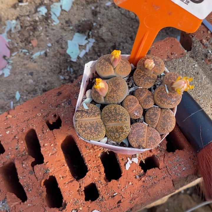 向***朵生石花等植物的生长193