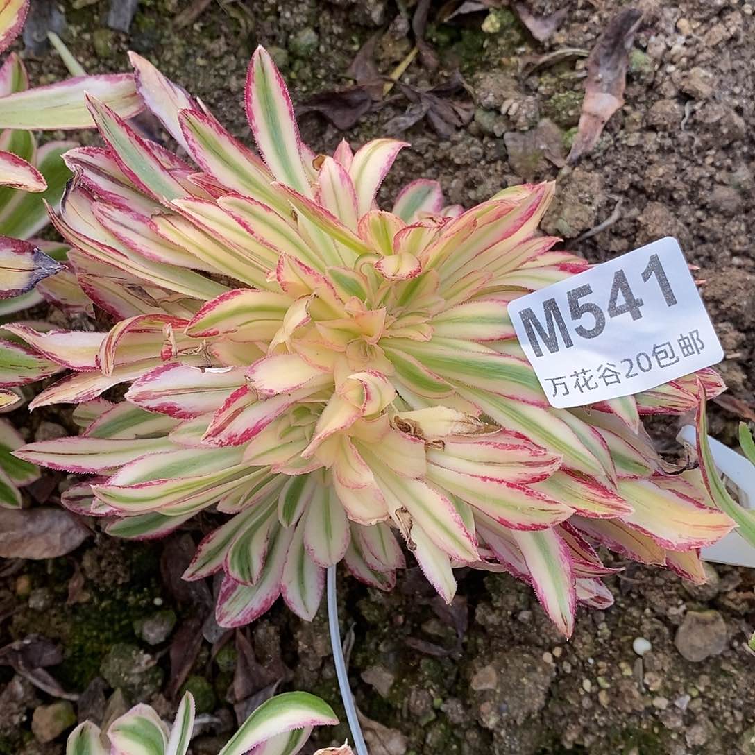 541微锦锦缀嫁接多肉植物