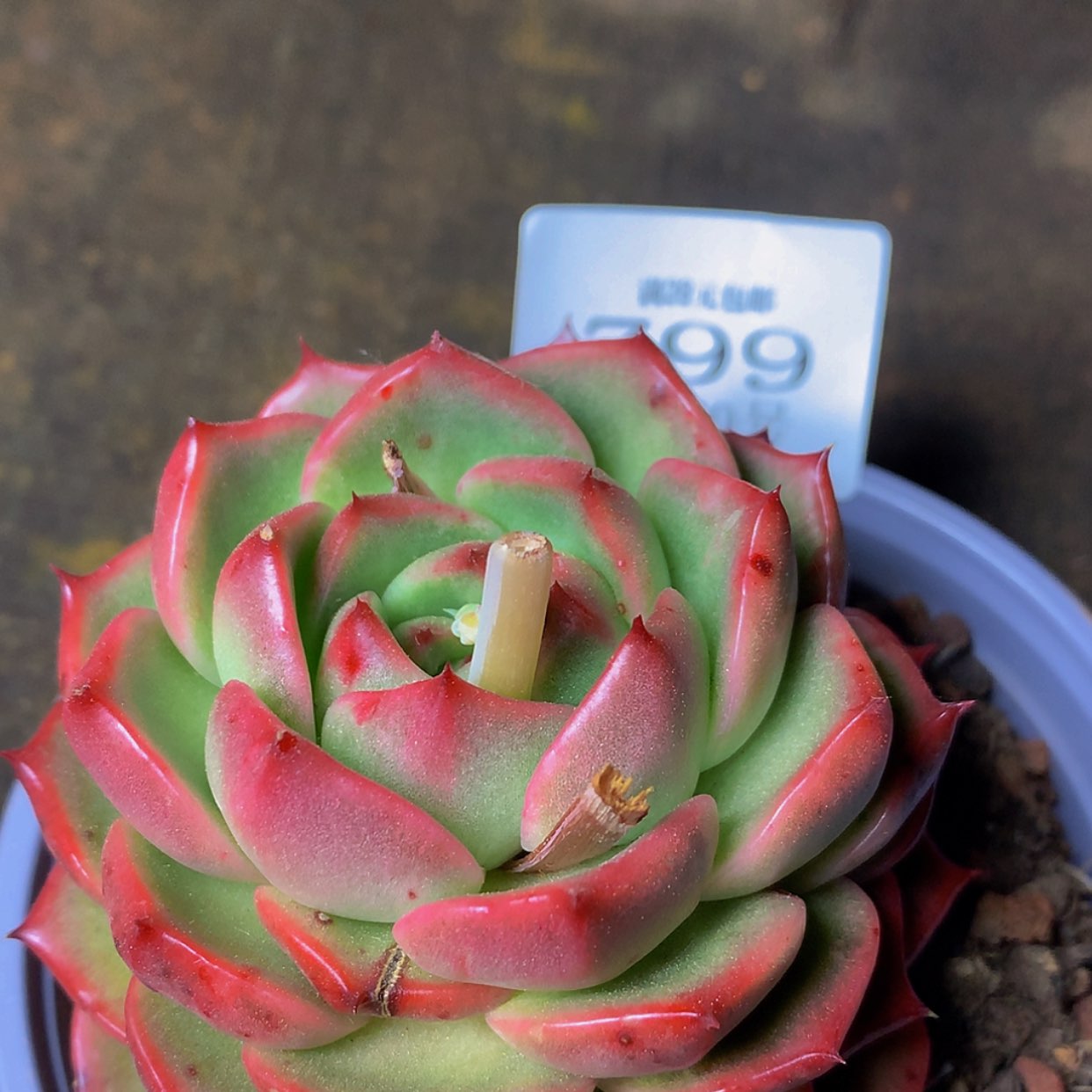 【闪购商品】云799