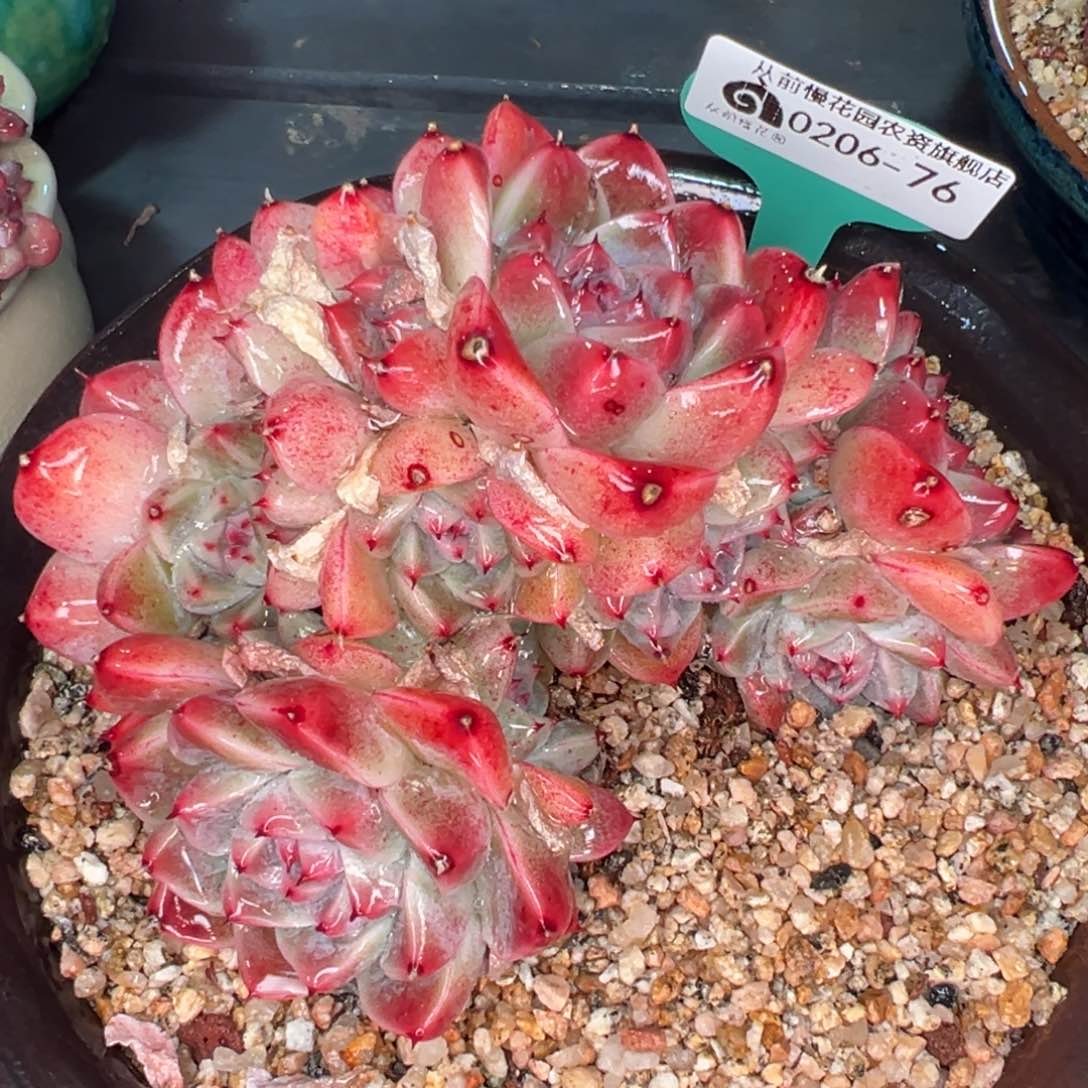 从前慢多肉精选编号0206.76