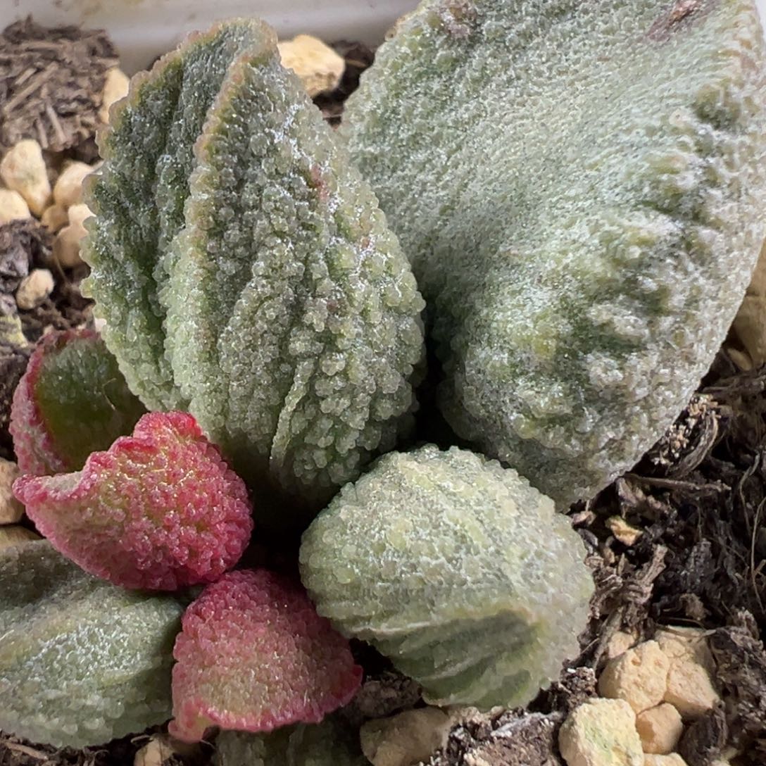 w圆胖颗粒款实生新品有干疤特价