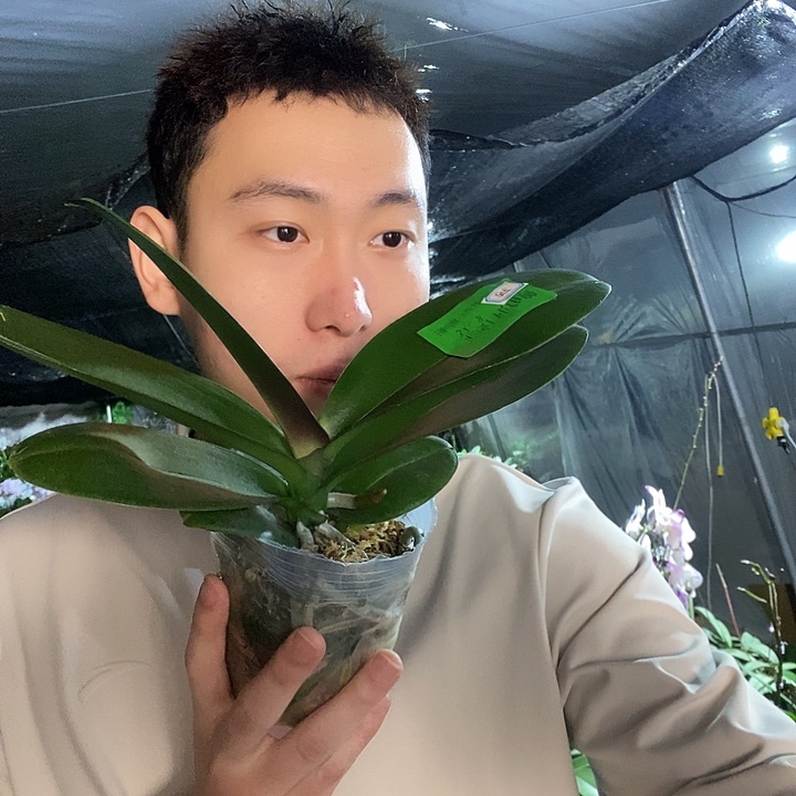 无花朵彩虹独角兽