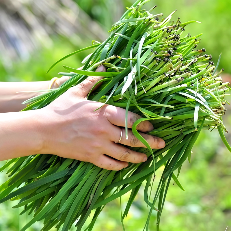 菲菜根苗香韭菜根苗四季韭菜根苗盆栽韭菜根苗紫根四季本地韭菜根