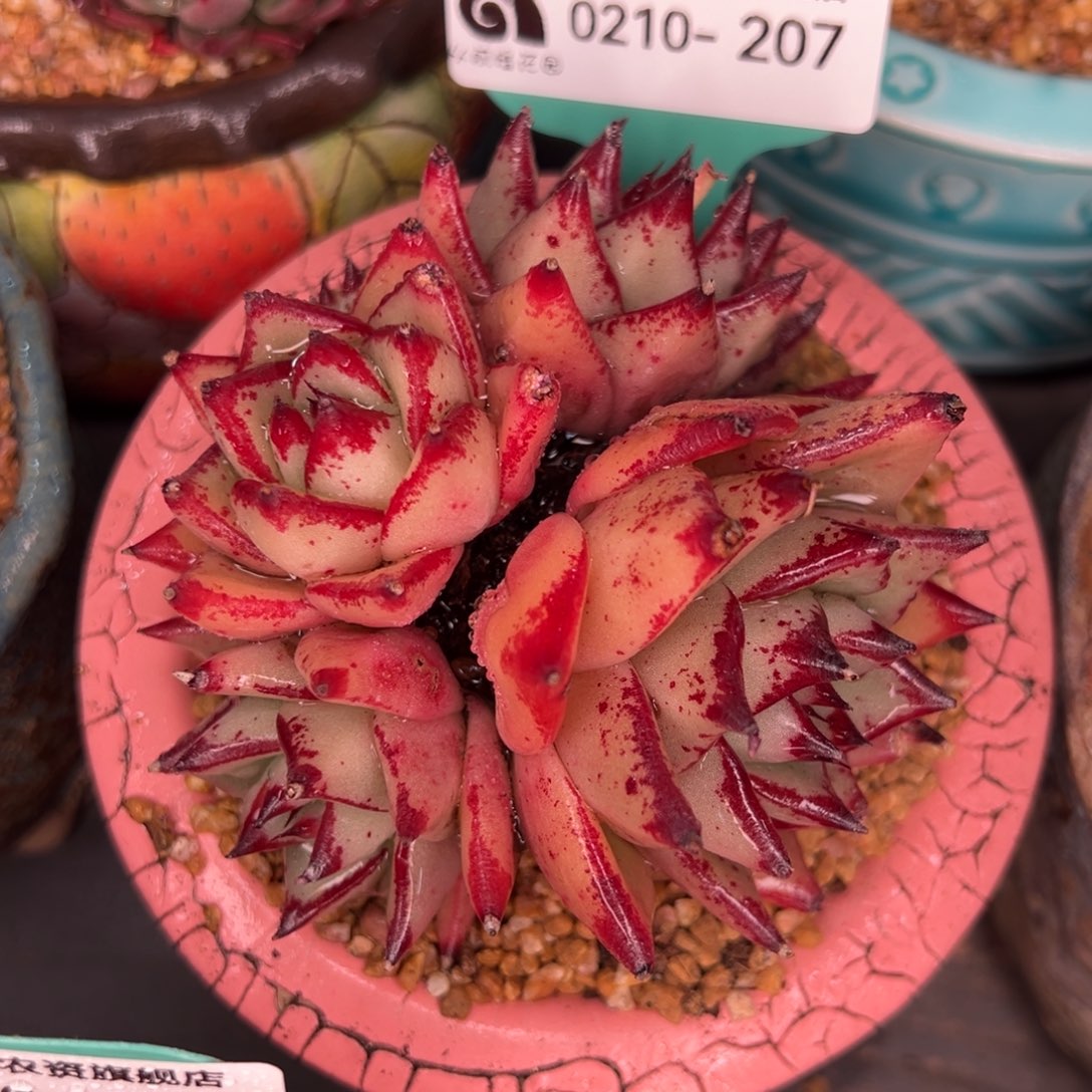 从前慢多肉精选编号0210.207