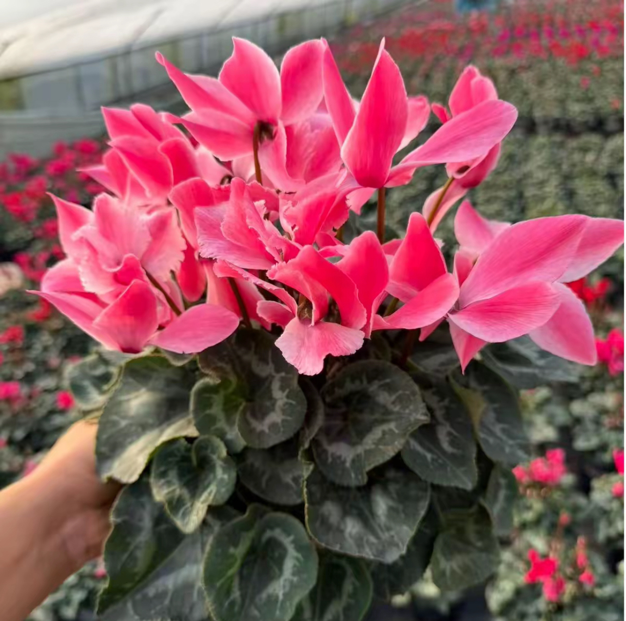 巨型【大号1.5加仑】一代精品仙客来带花带花包室内盆栽绿植