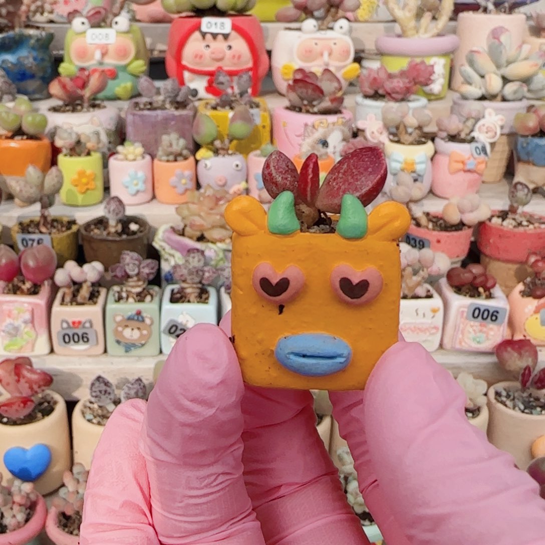 厚叶红书题 盆口2cm