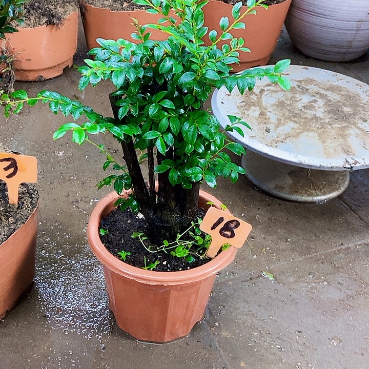 完全开放小叶紫檀木