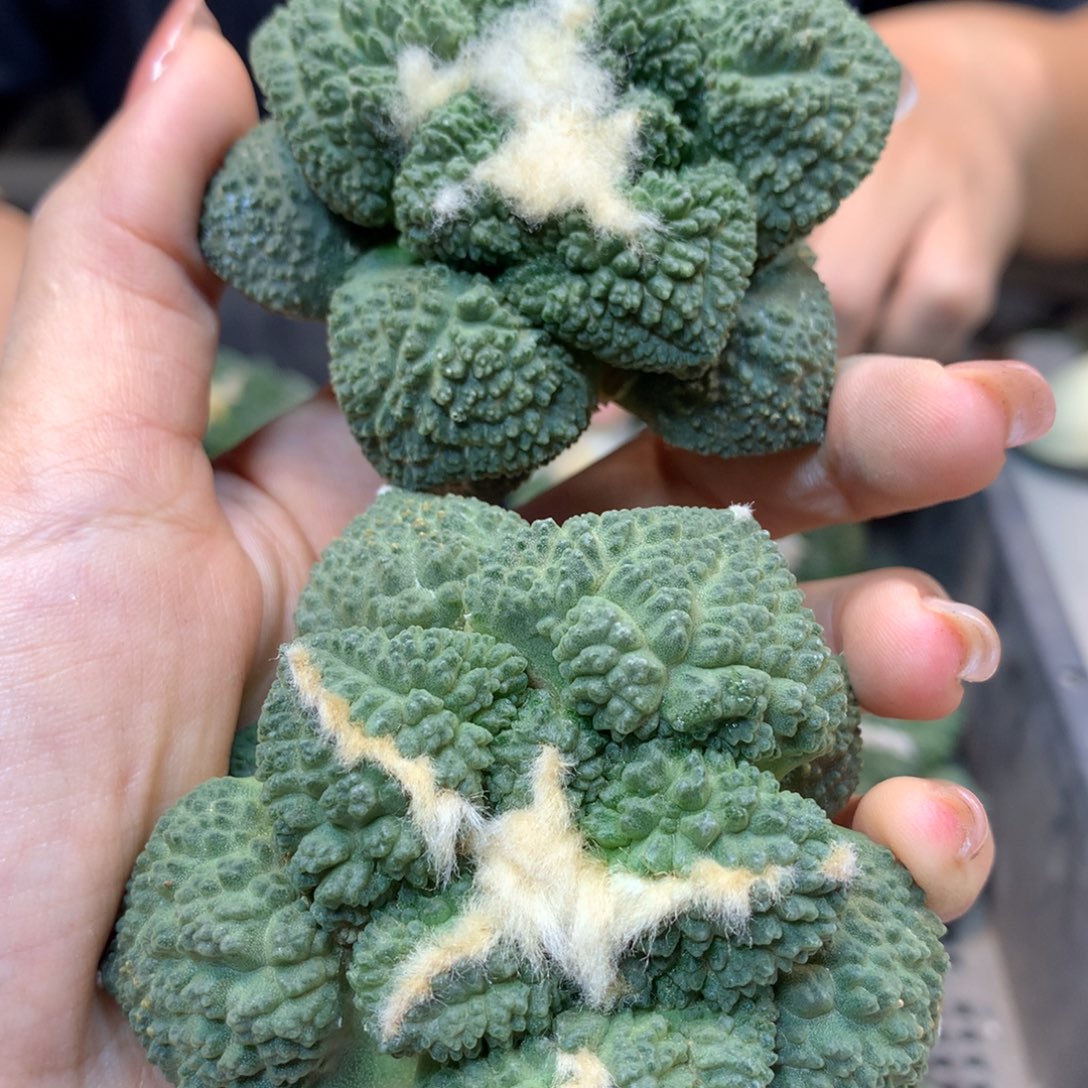      满尤 龟甲哥斯拉岩牡丹 6公分起发 无根