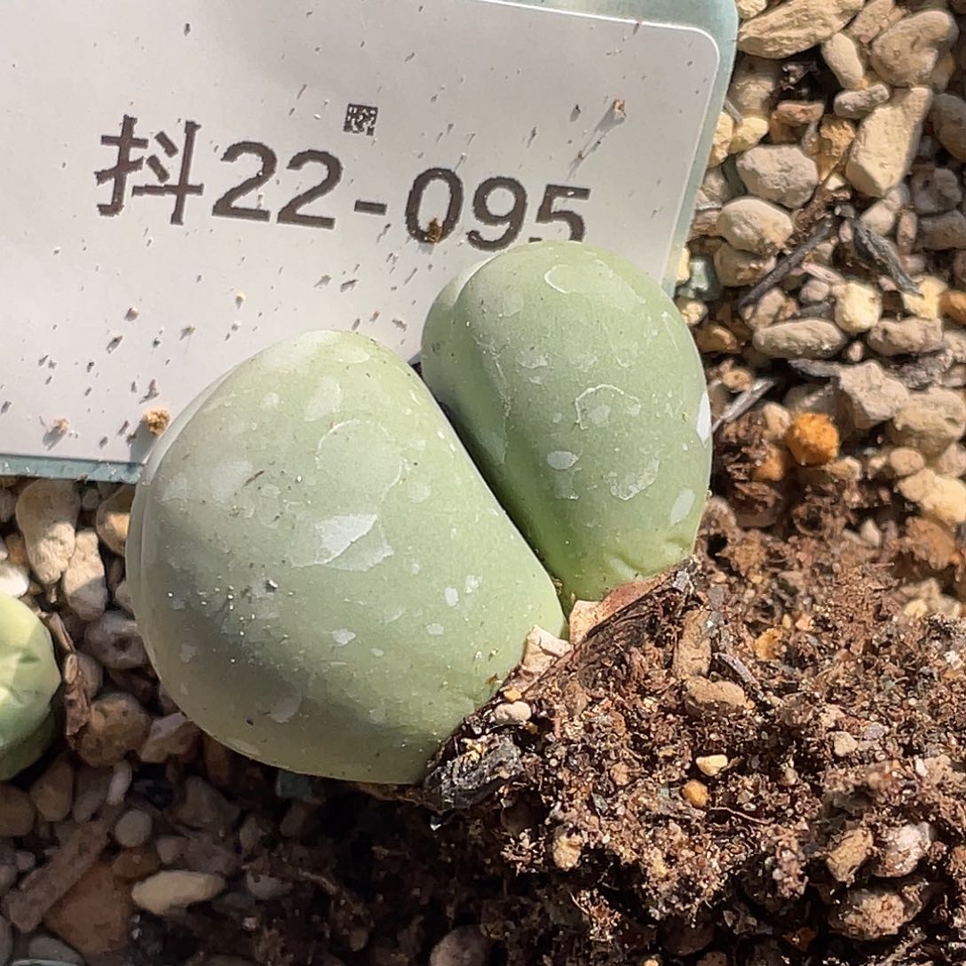 麻***烦22-95肉锥多肉植物