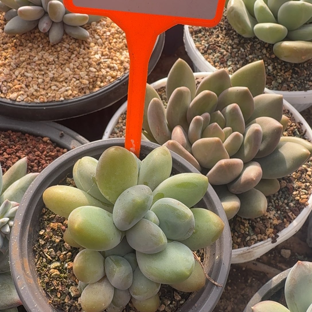 多肉四头刚果奶508