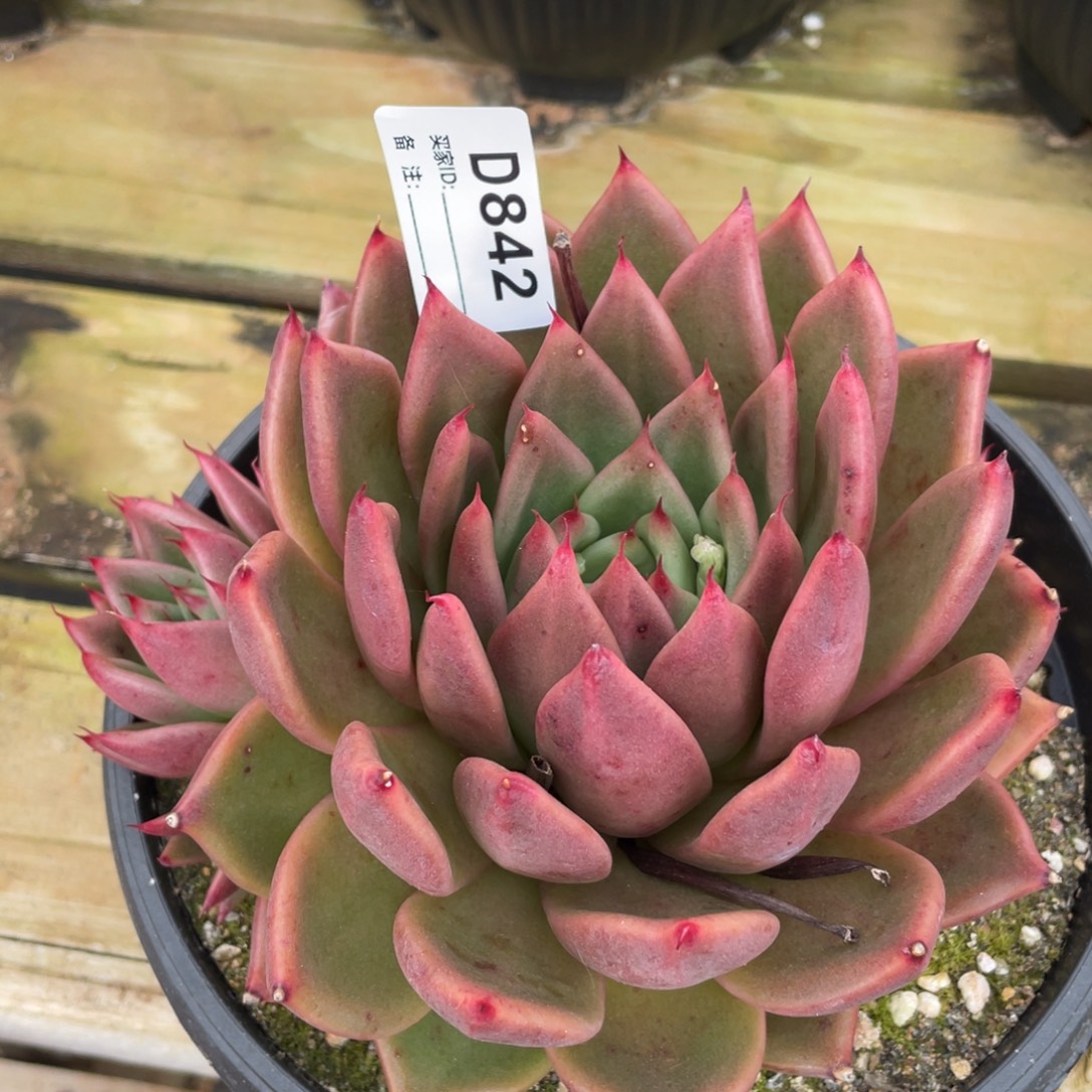 无花朵若如东云单拍D842