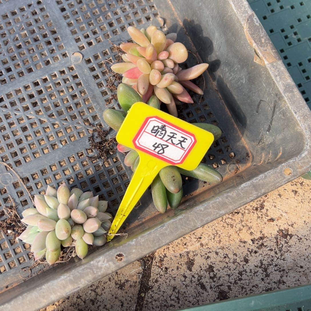 晴***天晴天天48。              