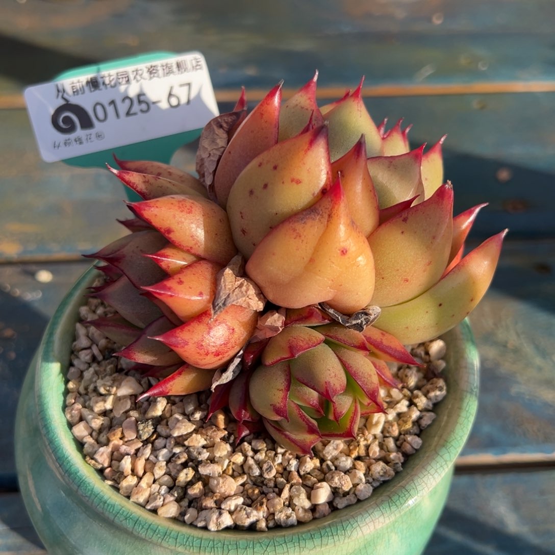 从前慢多肉精选编号0125.67带盆