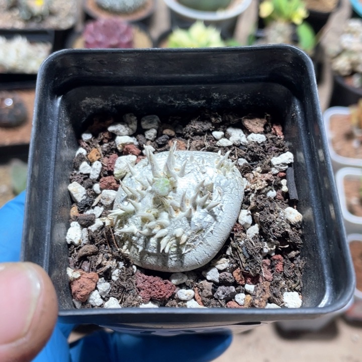 719惠比须笑块根