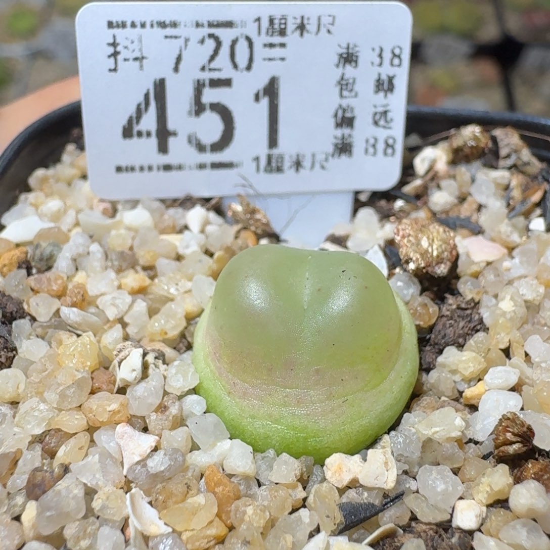 Sss清仓便宜出451