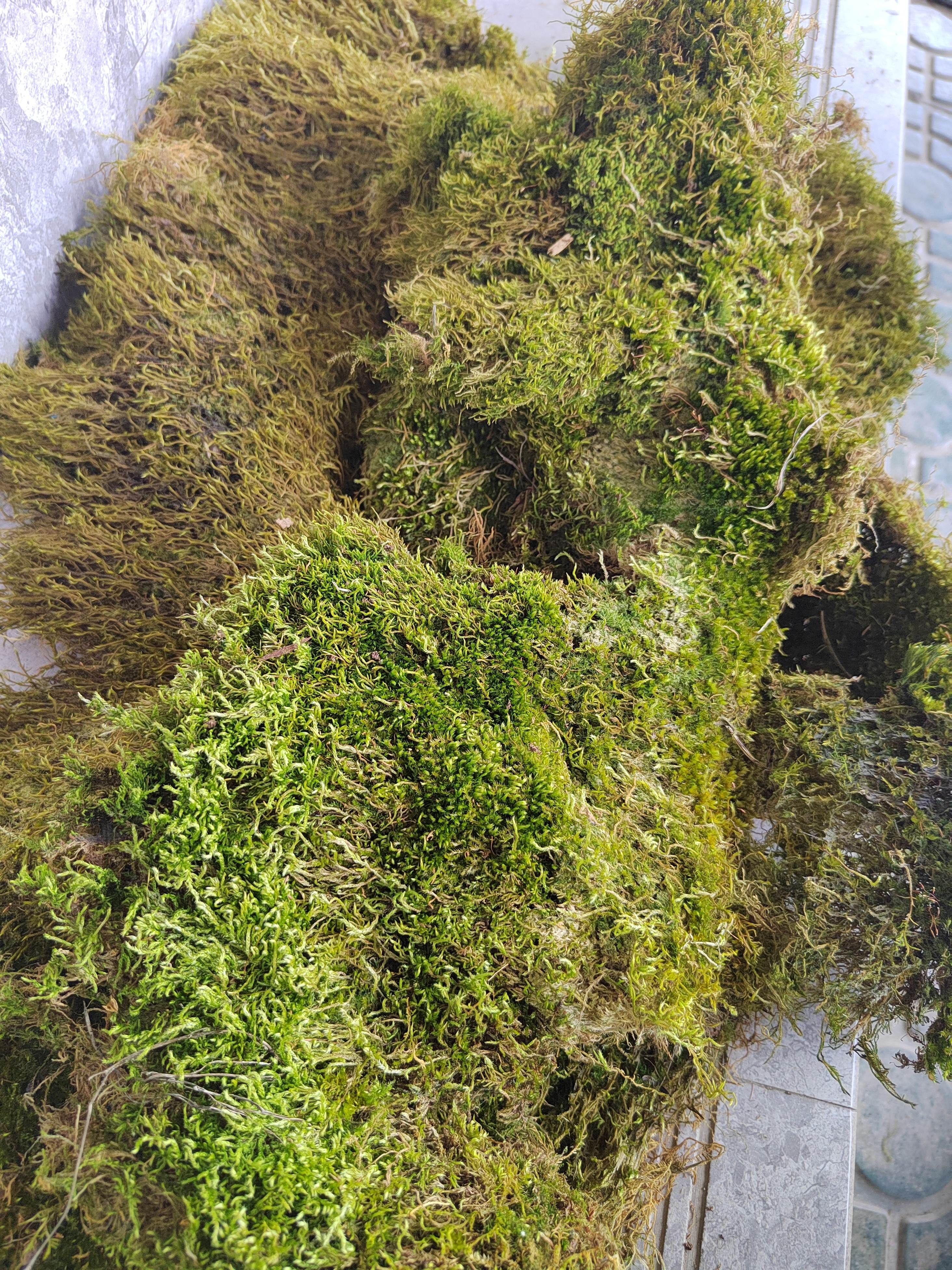 新鲜天然苔藓蝴蝶兰乌龟冬眠专用兰花石斛多肉造景垫材