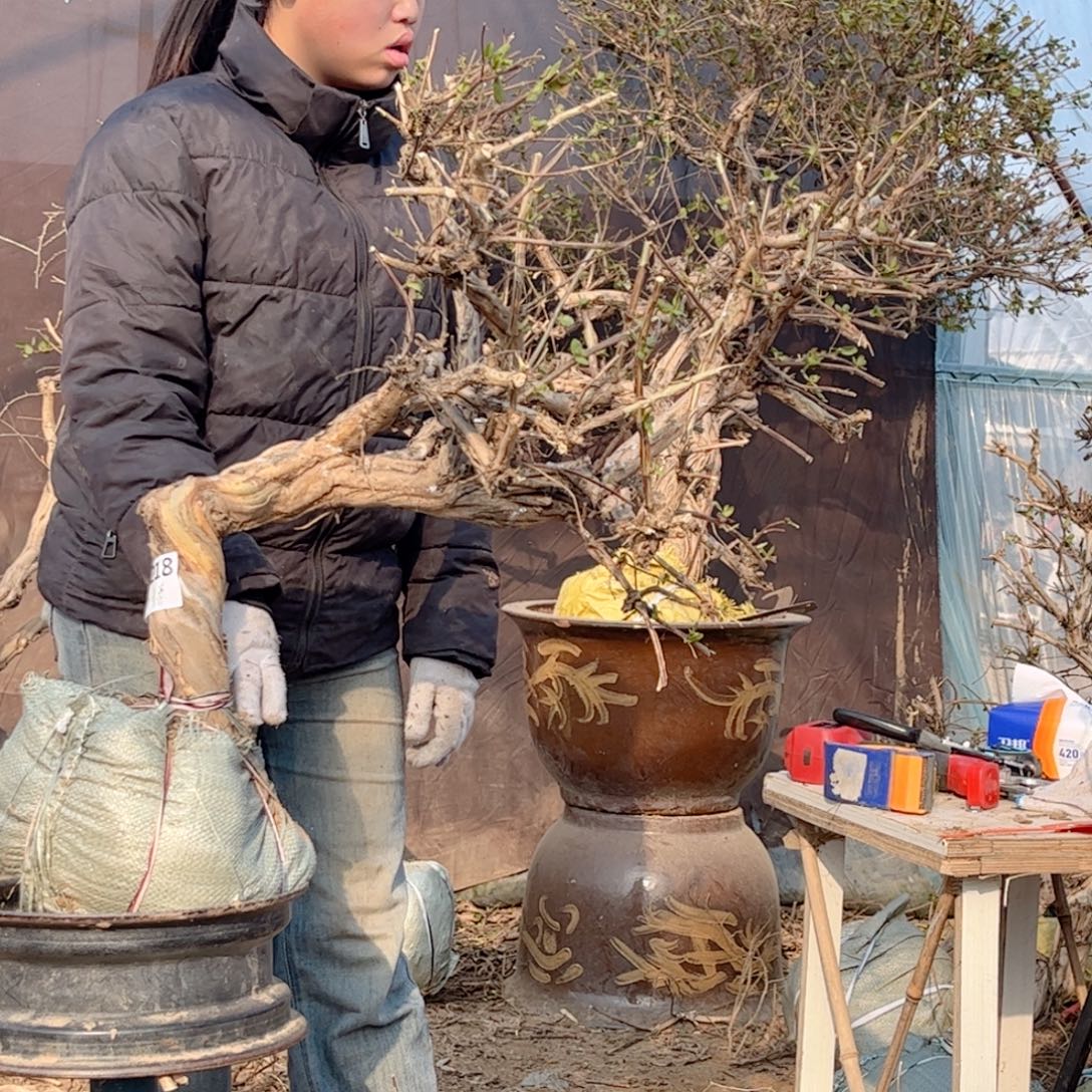 薛***基全部花朵金银花88888