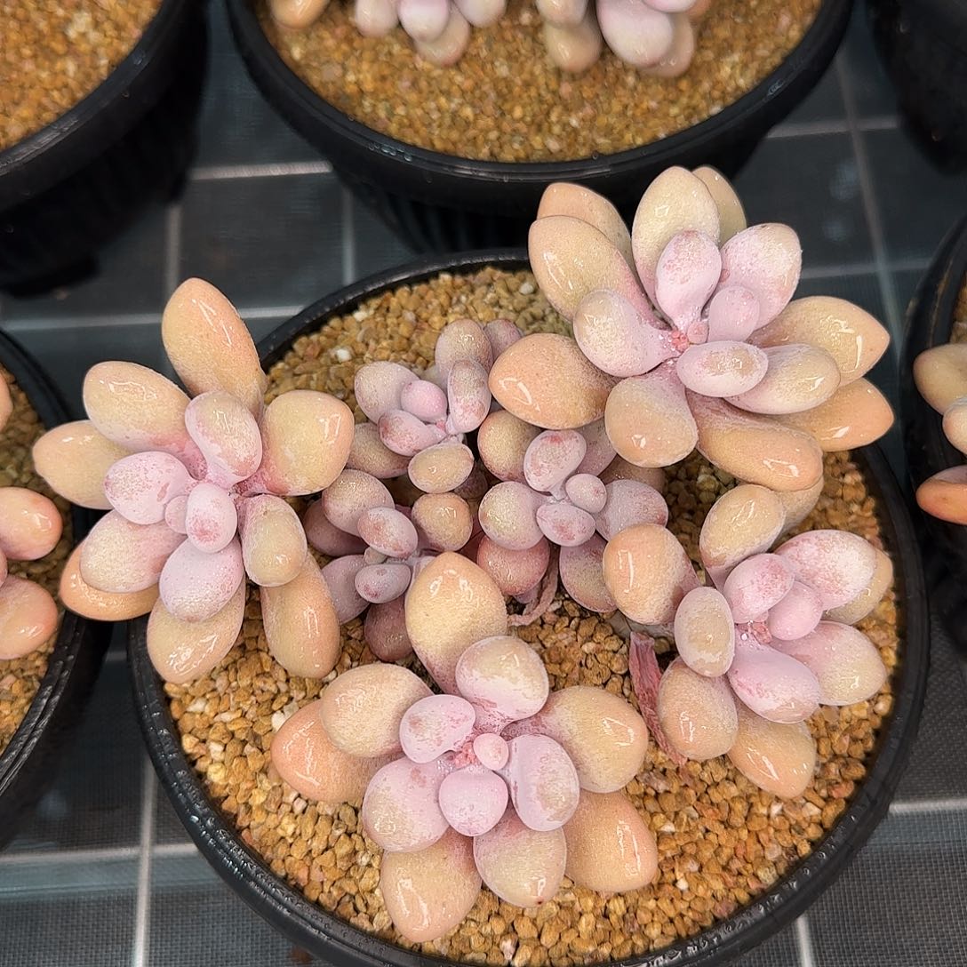 从前慢甄选多肉编号亚美奶酪