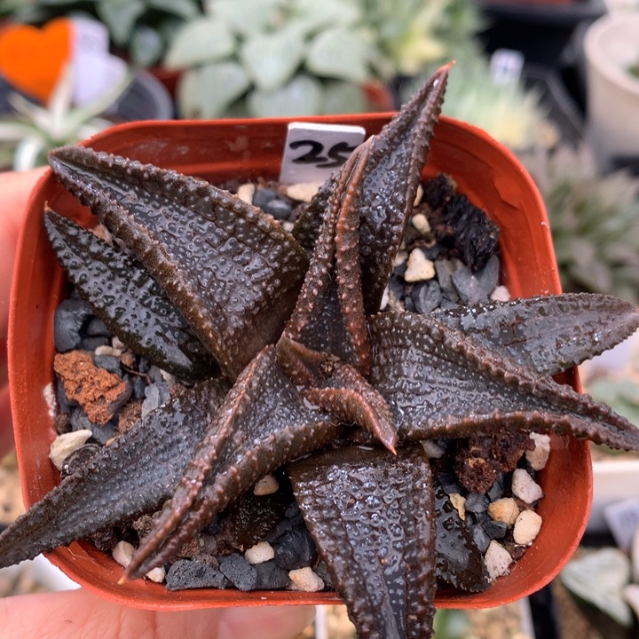 黑王硬叶，带盆一起