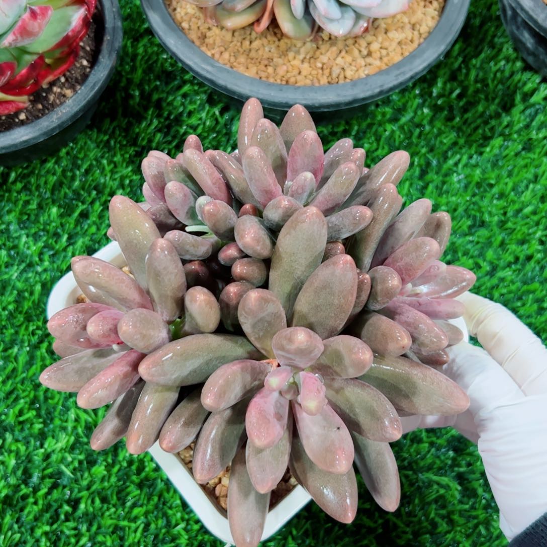  糖果自然群多肉植物