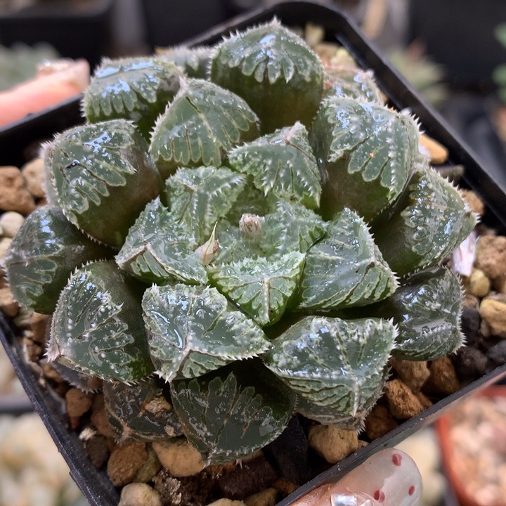 实生玉露带盆土发货时间