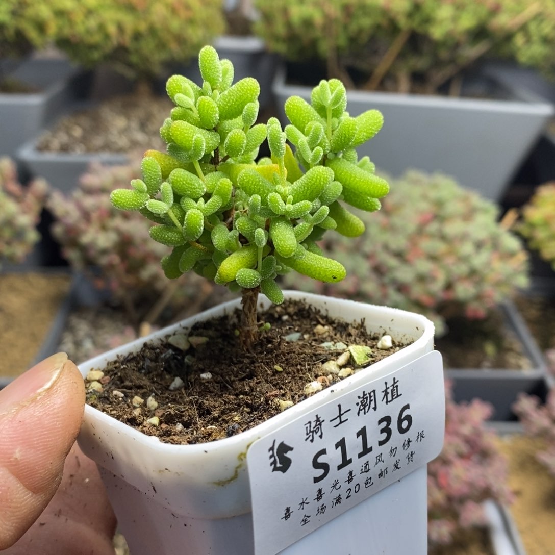 1136蜜橘糖球枝干