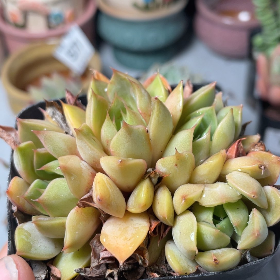 菲儿6cm盆0414-22