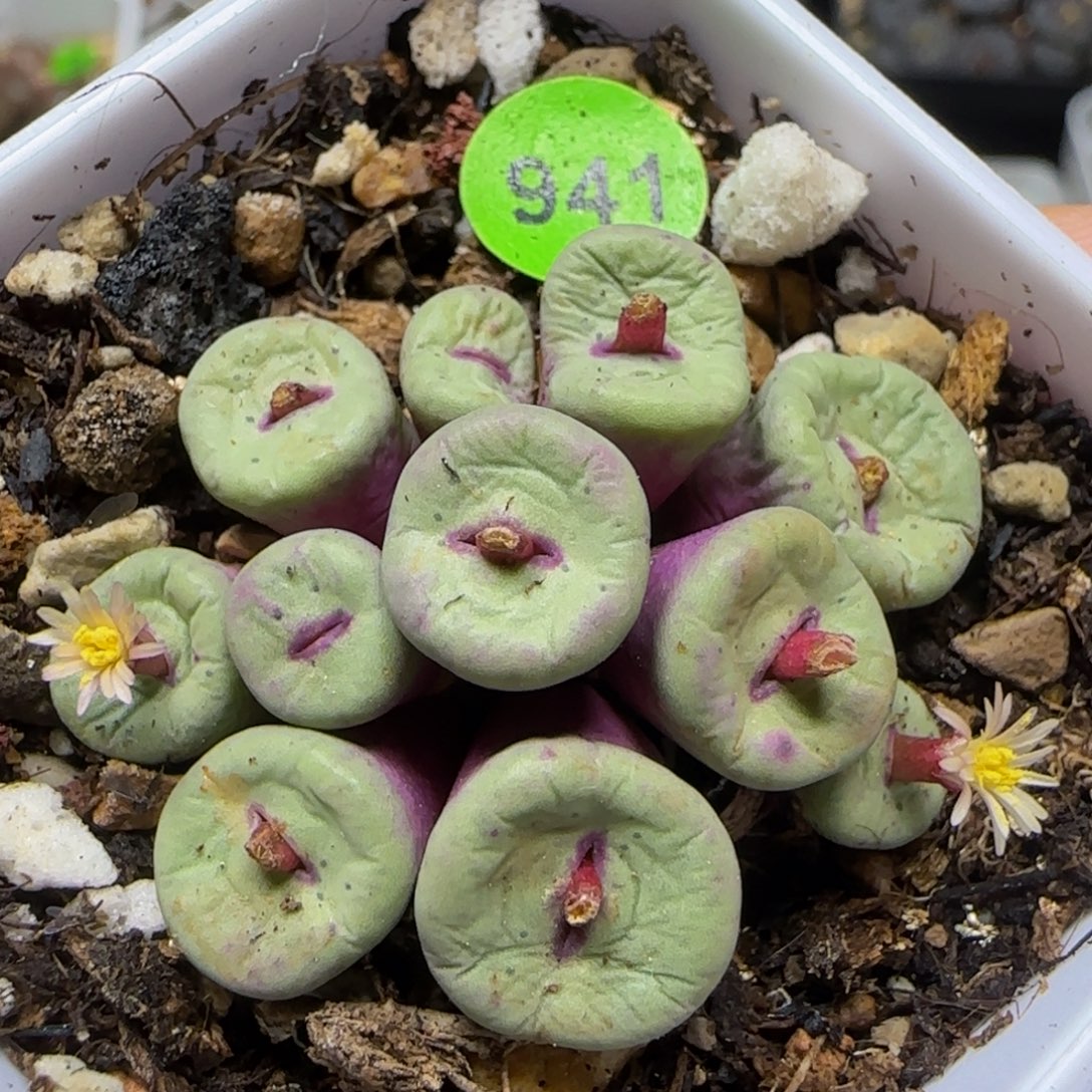 中型红嘴群11头多肉941