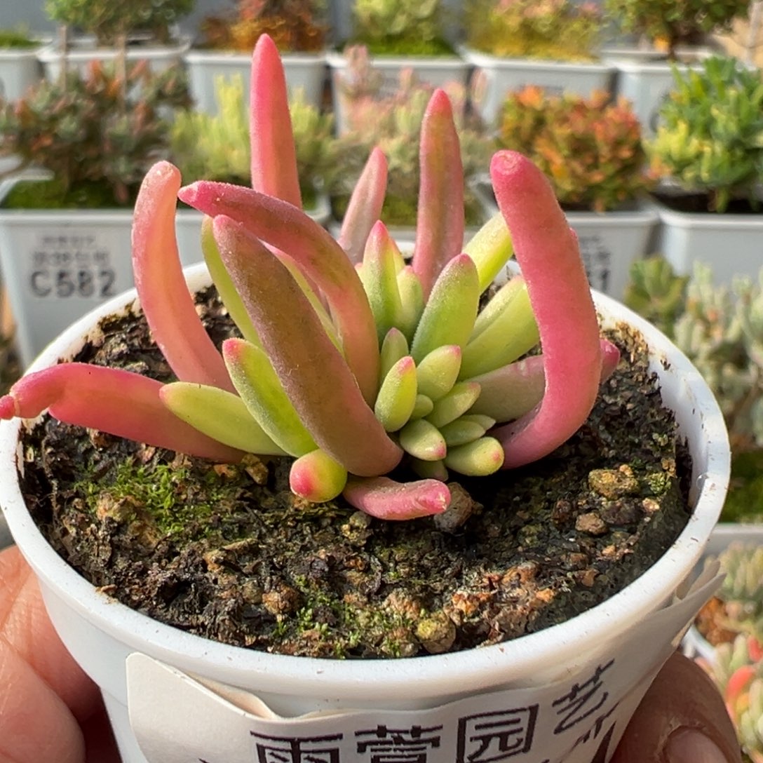 27-674冰化锦五圆盆一物一拍