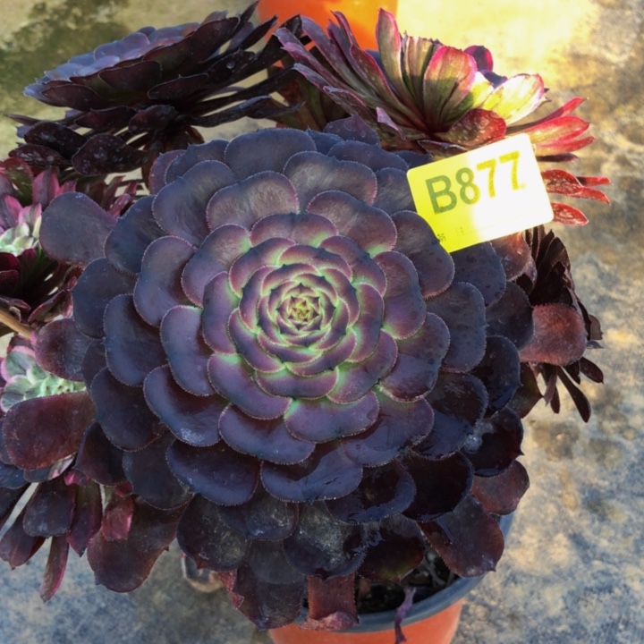 黑萝莉多肉87700000000