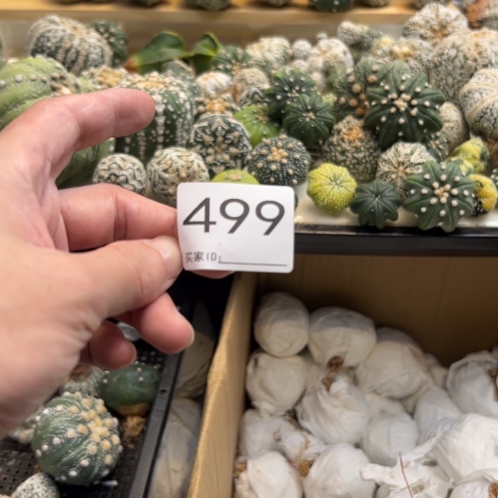****3兜星球仙人球499号