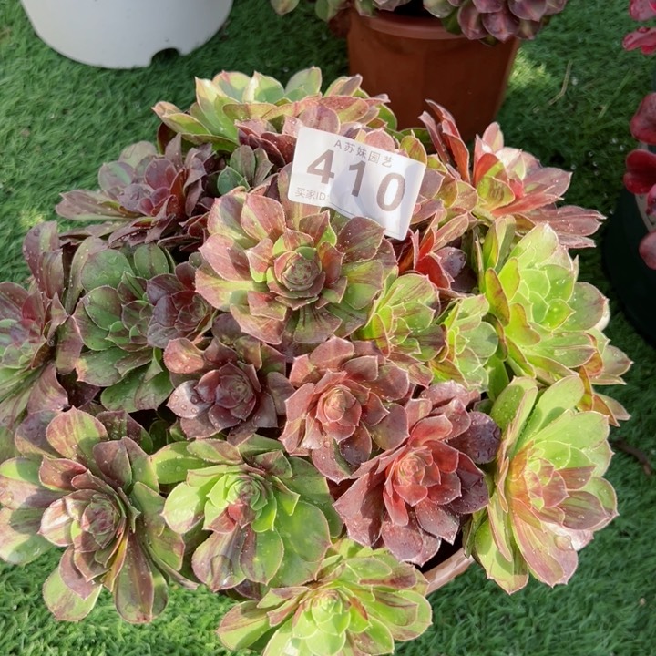 无花朵410花月夜法师