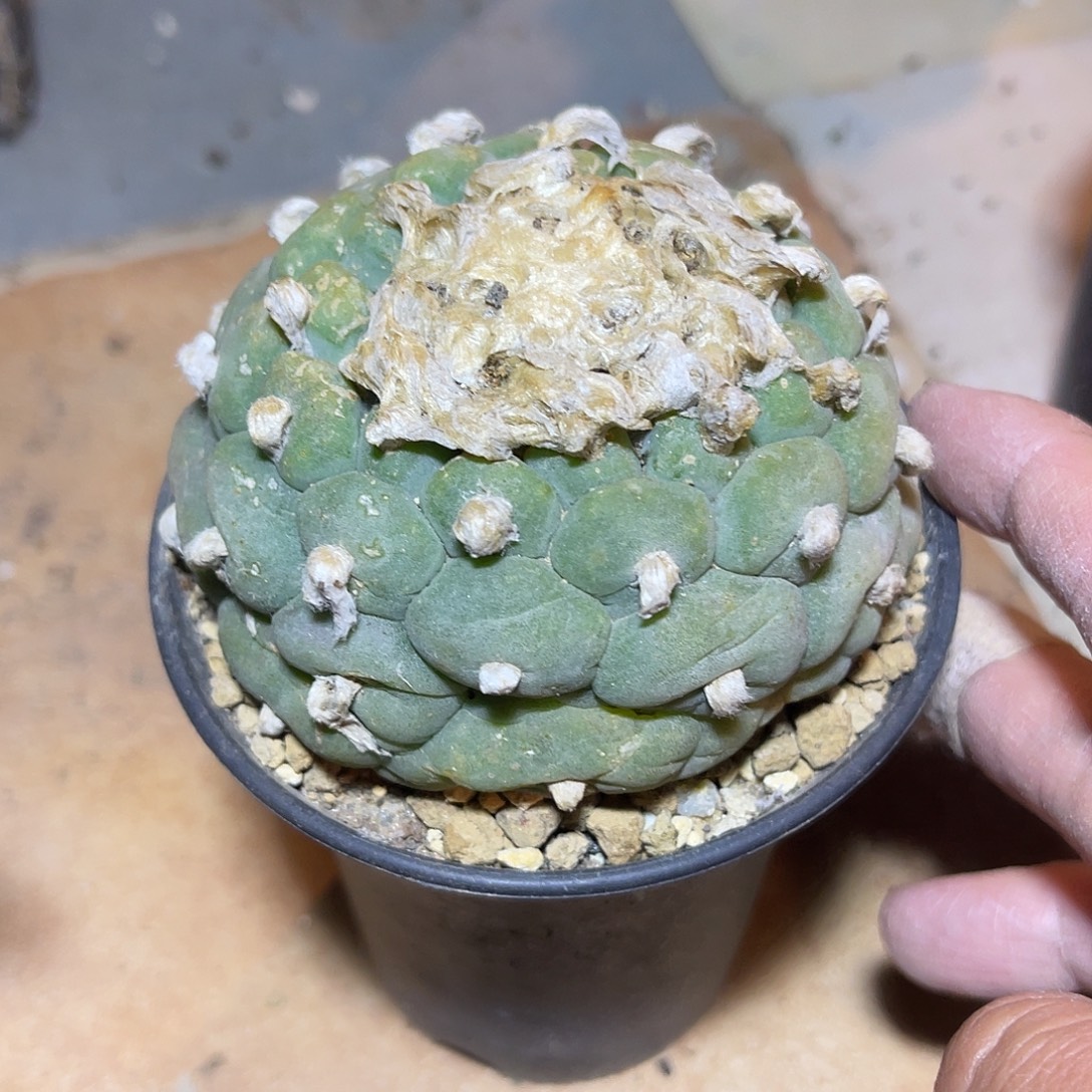 日系大尤佛头玉一物一拍