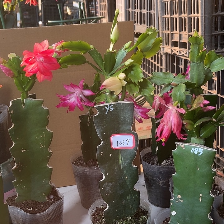 英***姐当前无花朵，栽培后可花朵雅思