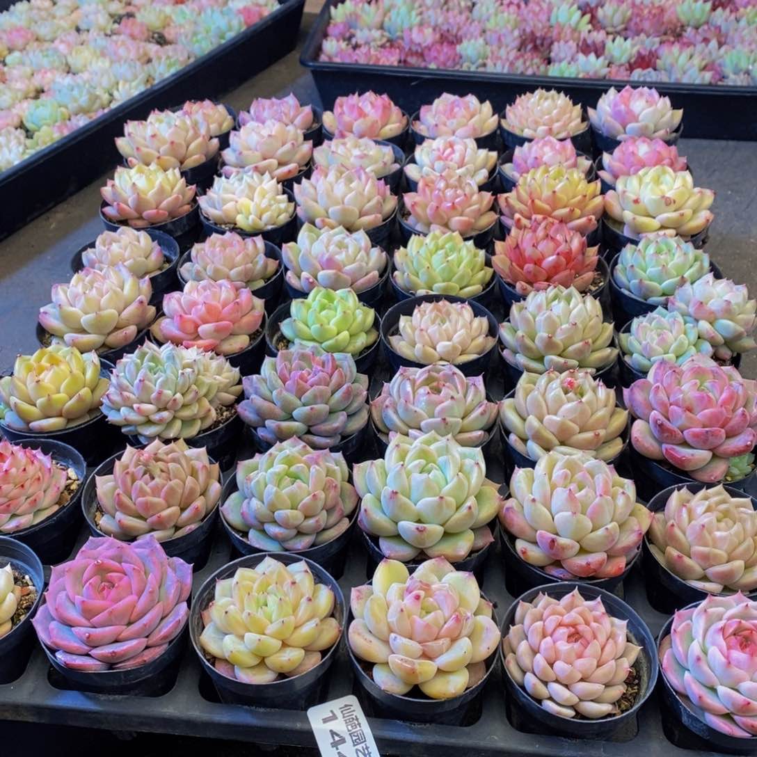 144多肉植物保护研究所所长助理研究员