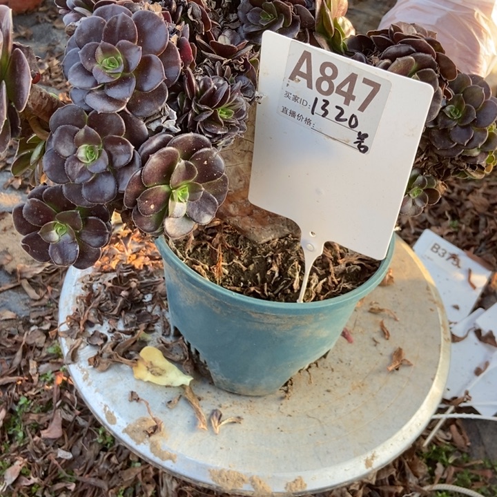 静****A847欧紫欧紫欧紫欧紫欧紫