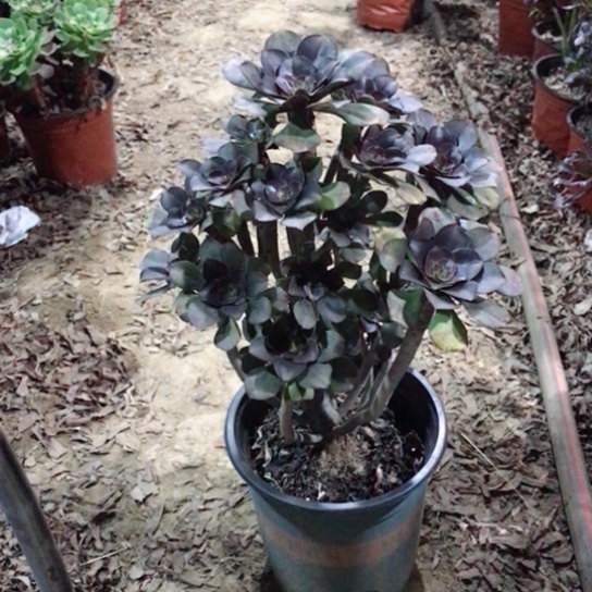 灰圆叶法师多肉植物30