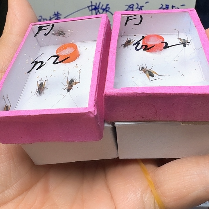 F****黑虫2只 红胸蚁蛉2盒