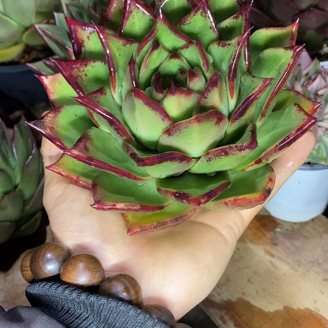 多肉植物原始种包体