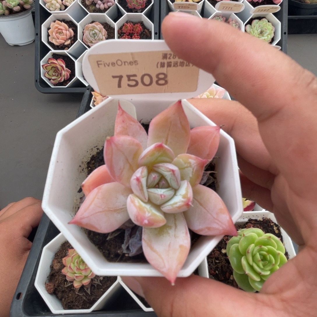 7508嫦娥 4.5厘米