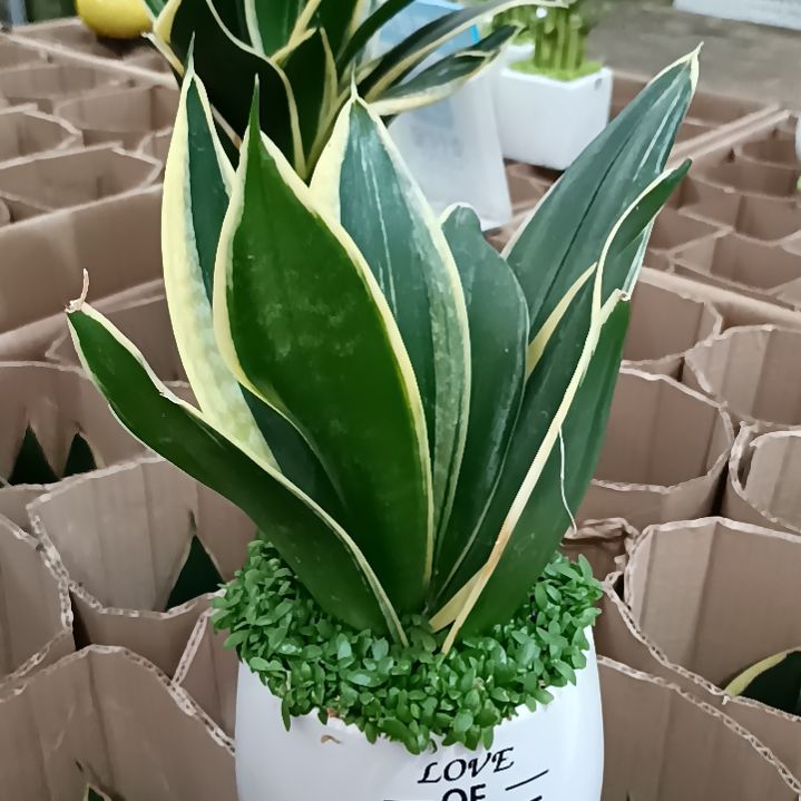 首衡花卉博览园专拍