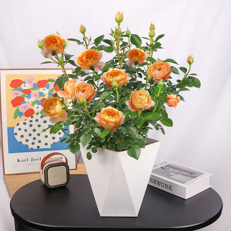 云南新款果汁阳台月季大花花苗带花苞盆栽朵四季开花