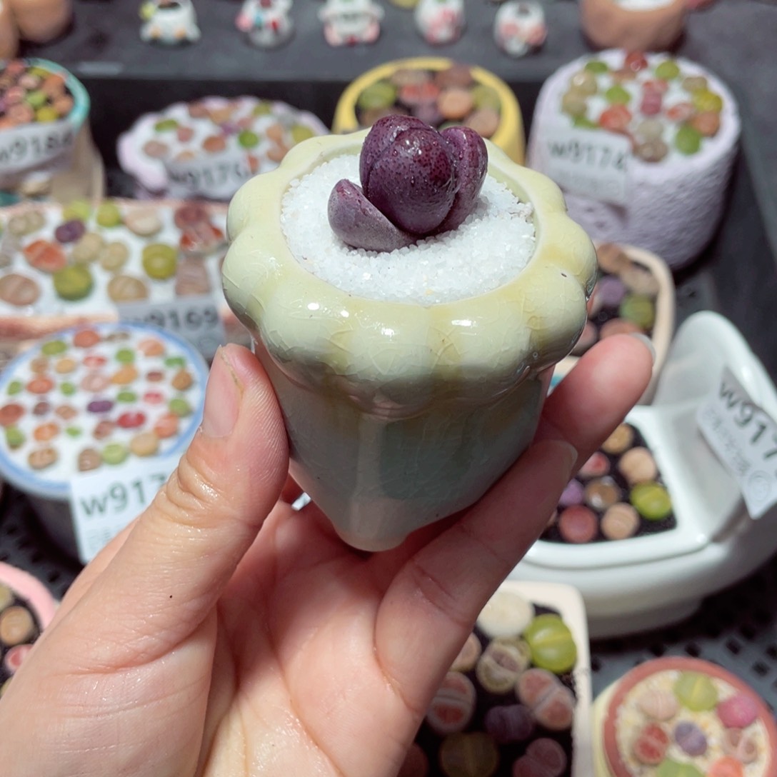 w9189 带盆土发货-零下地区拍保温箱